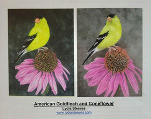 American Goldfinch and Coneflower Packet by Lydia Steeves